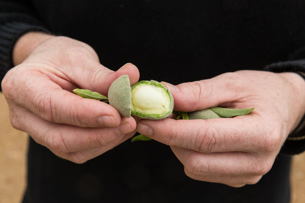 5 Easy Ways to Introduce Biophilia Into Your Life Man in black shirt pealing fruit close up of hands