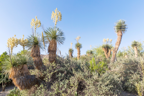 Desert Bloom