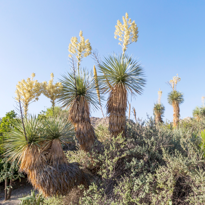 Desert Bloom