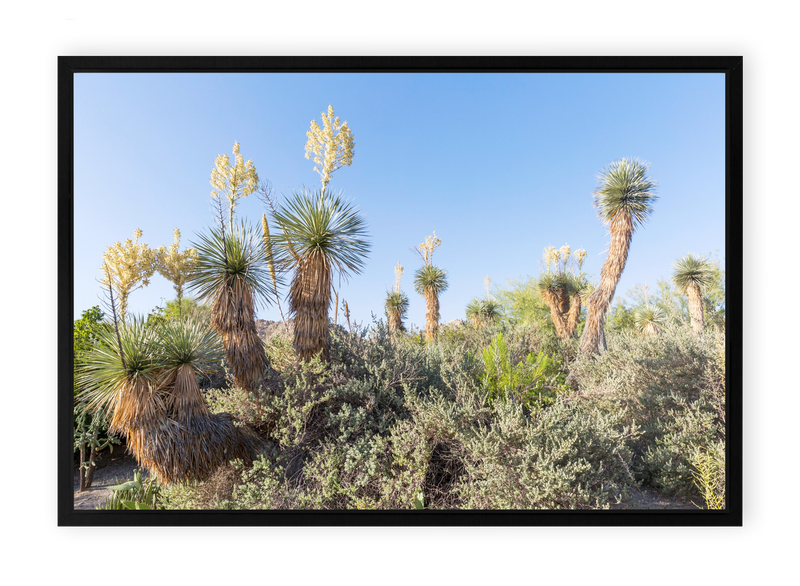 Desert Bloom