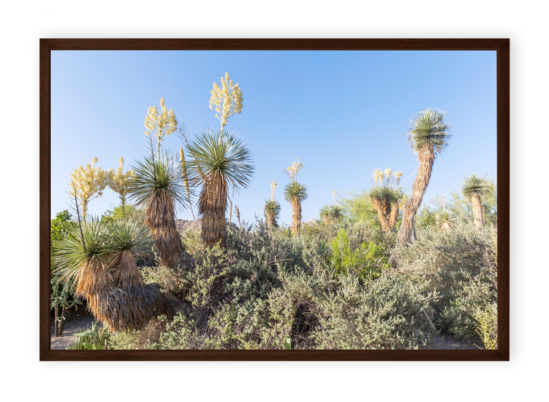 Desert Bloom