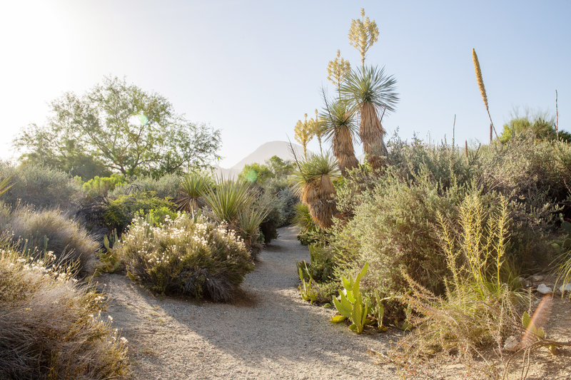 Desert Path