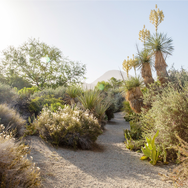 Desert Path