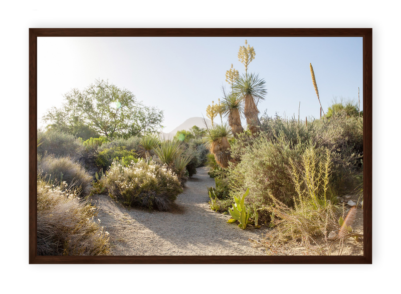 Desert Path