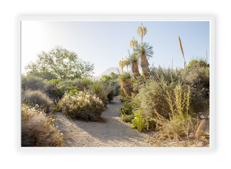 Desert Path